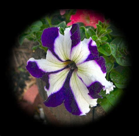 Wave Petunia Color Combinations - Colorxml