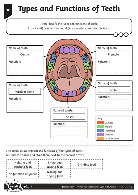 SOLUTION: Types And Functions Of Teeth - Studypool