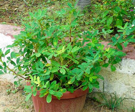 Growing Peanuts in Containers | How to Grow Peanut in Pots | Balcony Garden Web