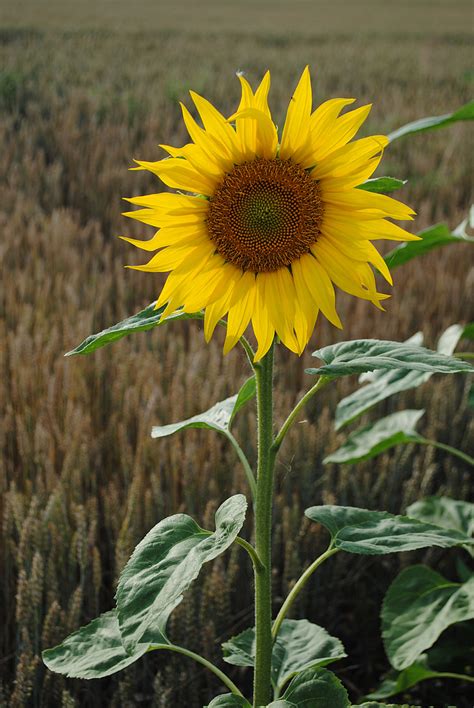 Free photo: sun flower, flower, yellow, green | Hippopx