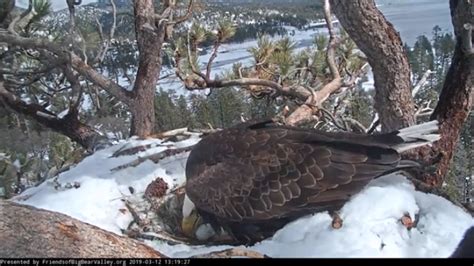 Big Bear Bald Eagle Nest Cam - YouTube | Bald eagle, Nest cam, Big bear