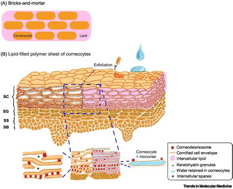 Stratum Corneum Diagram