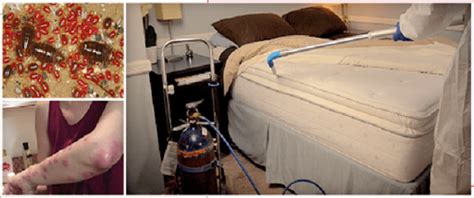 Bed Bugs Fumigation in Karachi - secure fumigation services