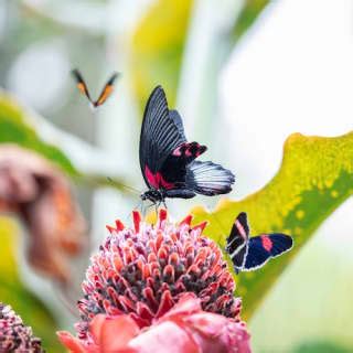 Cockrell Butterfly Center at Houston Museum of Natural Science in houston | TICKETS