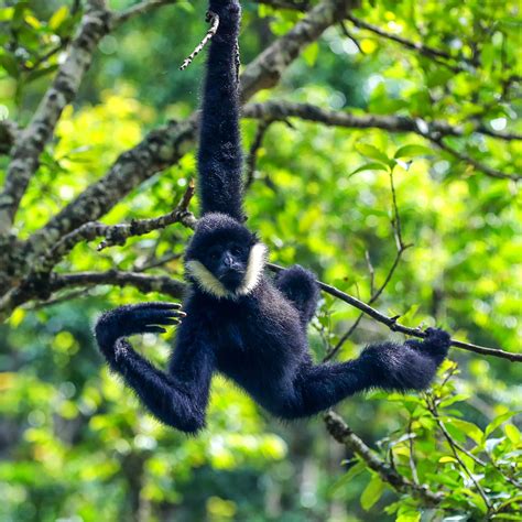 World's earliest gibbon fossil fills gaps in human evolution - CGTN