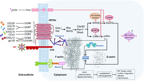 | Possible mechanisms and signaling pathways of chemokines, chemokine ...