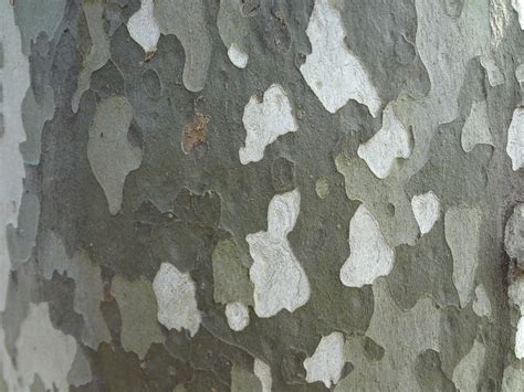 The distinctive sycamore bark - spatialdrift