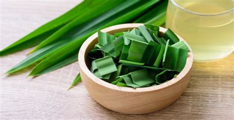 Ini Ternyata Cara Mengolah Daun Pandan untuk Asam Urat - Aroma Medan