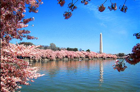 National Mall and Memorial Parks- Cherry Blossoms. | Washington tourism, Cherry blossom festival ...