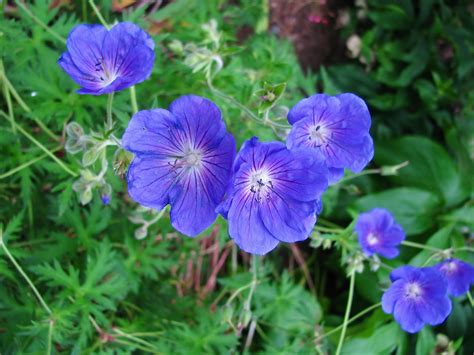 HARDY JOHNSON'S BLUE~GERANIUM PLANTS~FLOWERS ALL SUMMER EZ2GROW PERENNIAL PLANTS | eBay