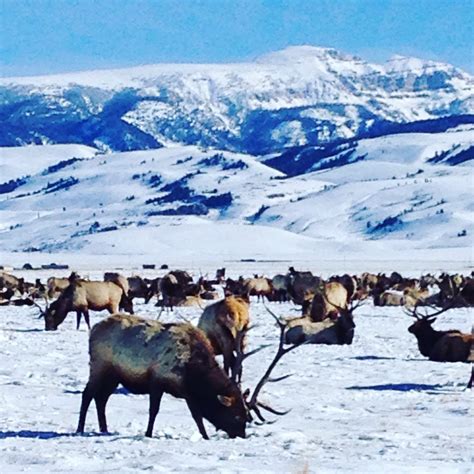 National Elk Refuge Tours - Book Now | Expedia