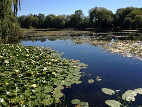 Water lily control | Weed control in ponds | Aquatic Solutions