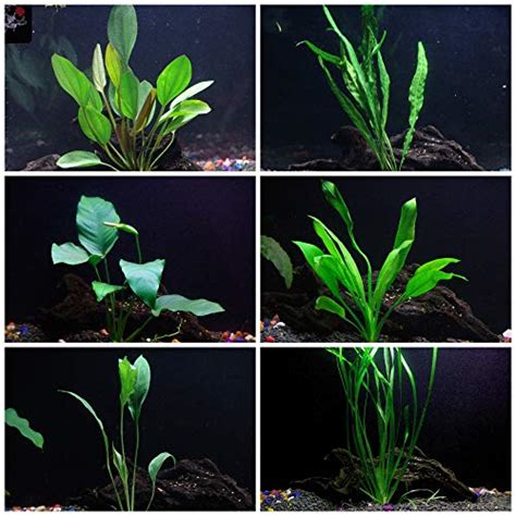 Cichlid Live Aquarium Plants Bundle | Aquarium Plants