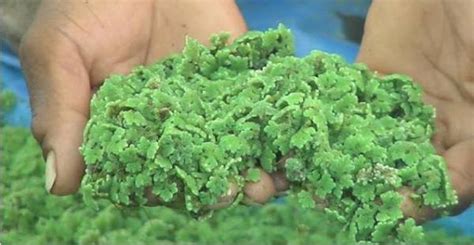 Azolla Cultivation Information Guide | Agrifarming.in