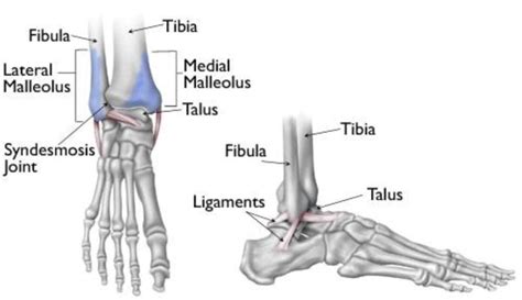 The Ankle Malleolus A Crucial Anatomy Lesson