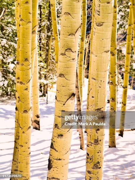 Aspen Trees Snow Photos and Premium High Res Pictures - Getty Images