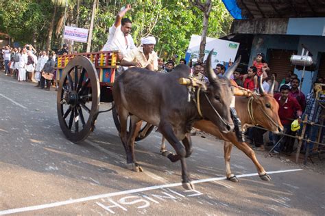 Bullock Cart Race | Travel Photography | Abin Alex | Creative Hut