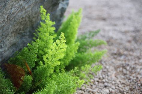 Asparagus Fern Plant: Care and Growing Guide