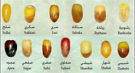 38 Types of Dates to Break Your Fast With - Ilm Feed