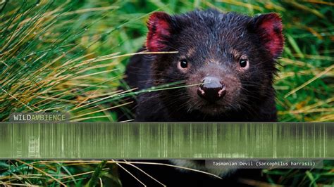 Tasmanian Devil Sounds - Growls & snarling calls from wild devils in the Tasmanian bush - YouTube