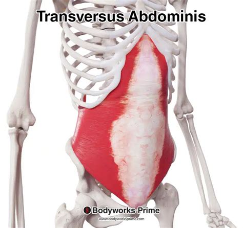 Transversus Abdominis Muscle Anatomy - Bodyworks Prime