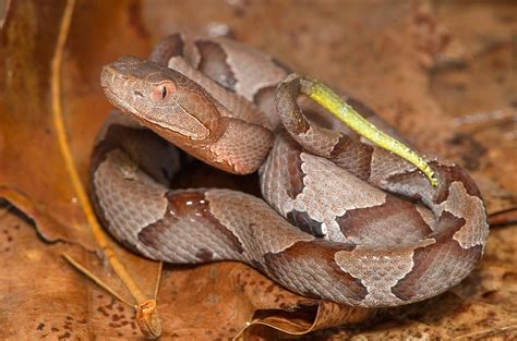 Northern Copperhead by Derek Thornton | Reptiles and amphibians ...