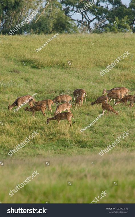 Species Deer That Native Indian Subcontinent Stock Photo 1092907532 ...