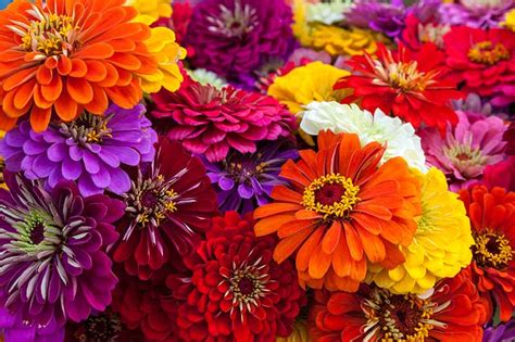 A Guide to the Different Types of Zinnias | Gardener’s Path