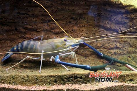 Dept. of Agriculture to Present Prawn Farming Workshop : Big Island Now