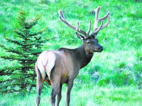 Arizona elk habitat gets a boost | Sonoran News