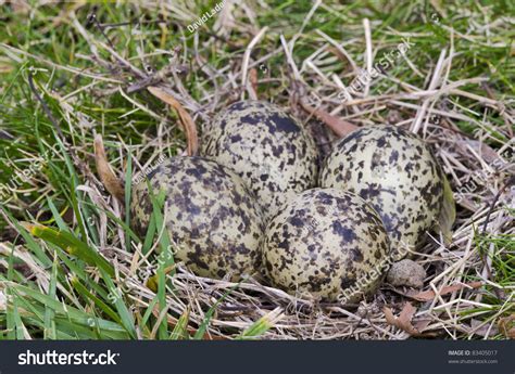 Masked Lapwing Nest Four Eggs Masked Stock Photo 83405017 - Shutterstock