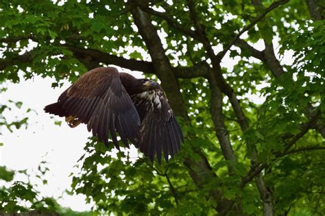 Bald Eagle Fledglings Have Challenges – Paul Gains Photography