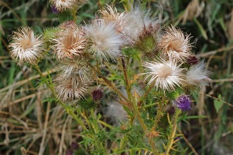 Cirsium vulgare