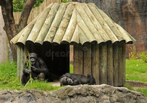 Chimp habitat stock image. Image of couple, behavior, environment - 9654899