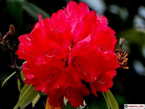 Everything You Need To Know About National Flower Of Nepal