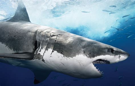Wallpapers Box: The Great White Shark Hi-Def Wallpapers