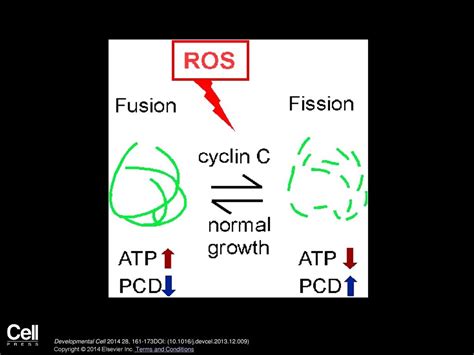 Stress-Induced Nuclear-to-Cytoplasmic Translocation of Cyclin C ...