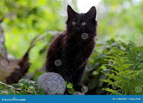 Black Norwegian Forest Cat Kitten on a Stone Stock Image - Image of ...