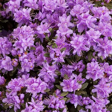 Purple Gem Rhododendron For Sale Online | The Tree Center