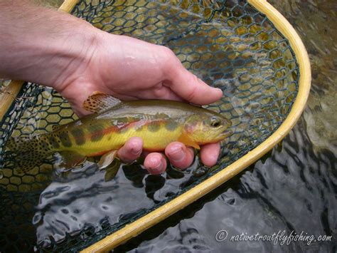 Native Trout Fly Fishing: California Golden Trout