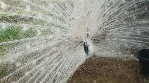 Silver Pied Peafowl - Peacocks UK