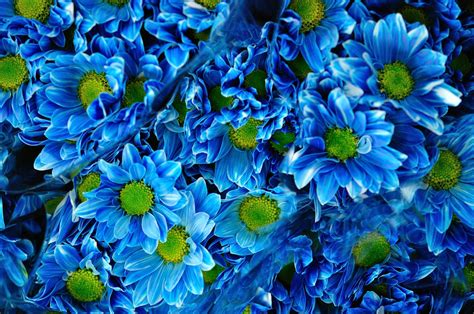 Download Blue Flower Flower Nature Chrysanthemum 4k Ultra HD Wallpaper