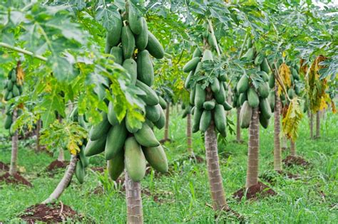 Long Live the GMO Papaya: How Biotechnology Saved the Papaya from ...