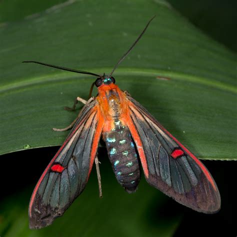 Clearwing Moth : Nature Closeups