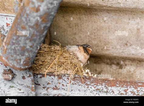 Barn swallow nest building hi-res stock photography and images - Alamy