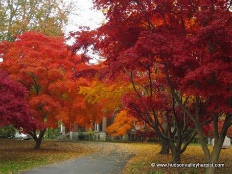 Best Things To Do in New York in November | Central Park, Free Tours