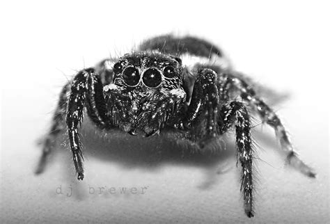 black and white jumping spider by CorazondeDios on DeviantArt