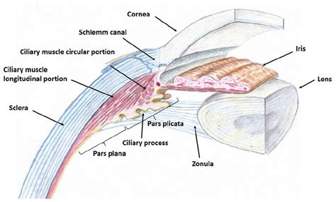 Visual Anatomy 視覚解剖学