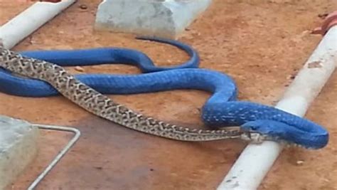 Blue Indigo snake eating Rattlesnake - video dailymotion