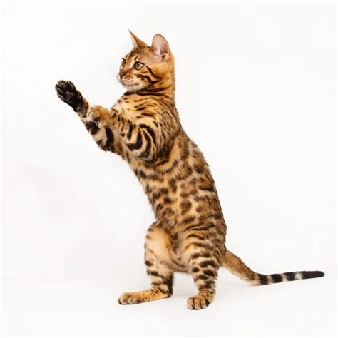 Bengal cat — Stock Photo © kipuxa #1226670